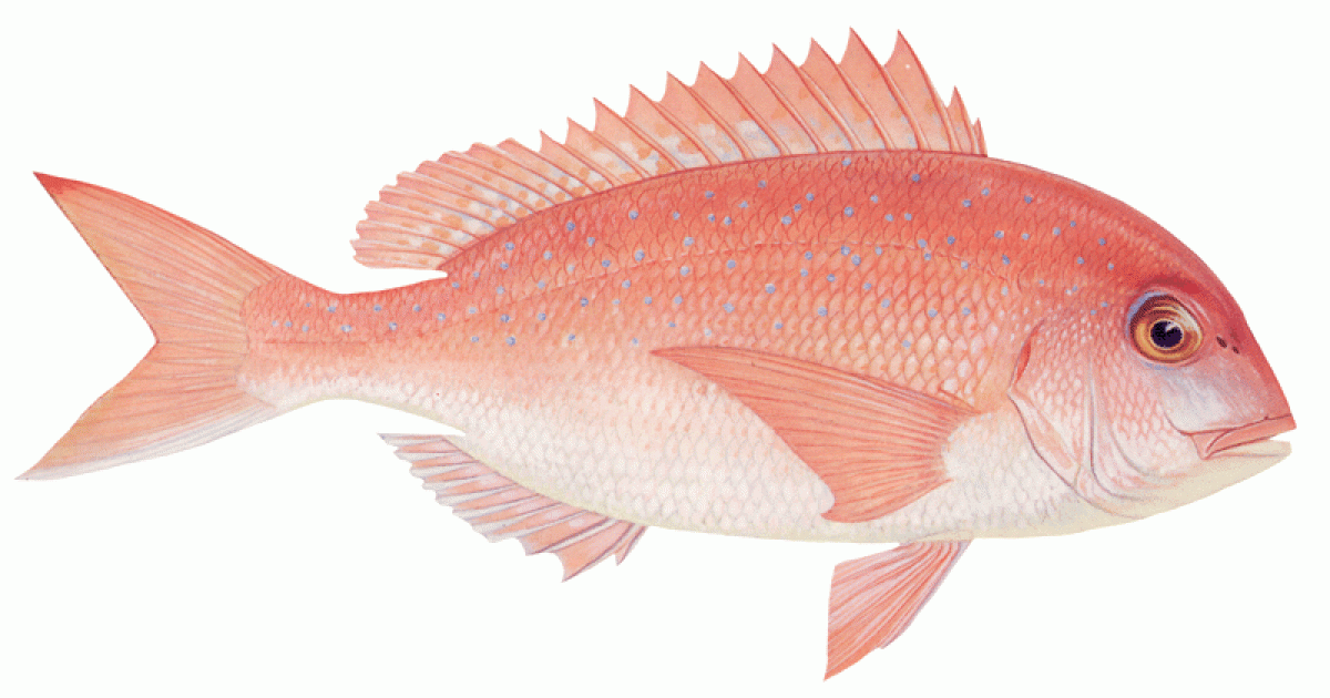 Gewöhnliche Rotbrasse im WWF Einkaufsratgeber Stammt Gewöhnliche