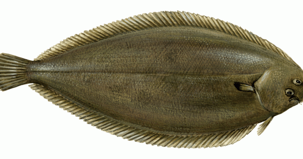 Seezunge im WWF Einkaufsratgeber: Stammt Seezunge aus nachhaltiger Quelle?