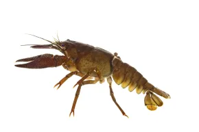 Europäischer Flusskrebs (astacus astacus) freigestellt
