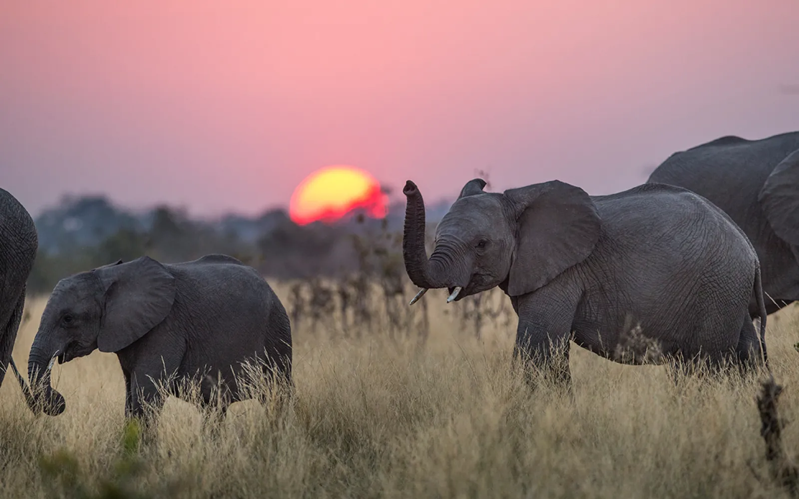 Afrikanische Elefanten im Mudumu Park in Namibia beim Sonnenuntergang