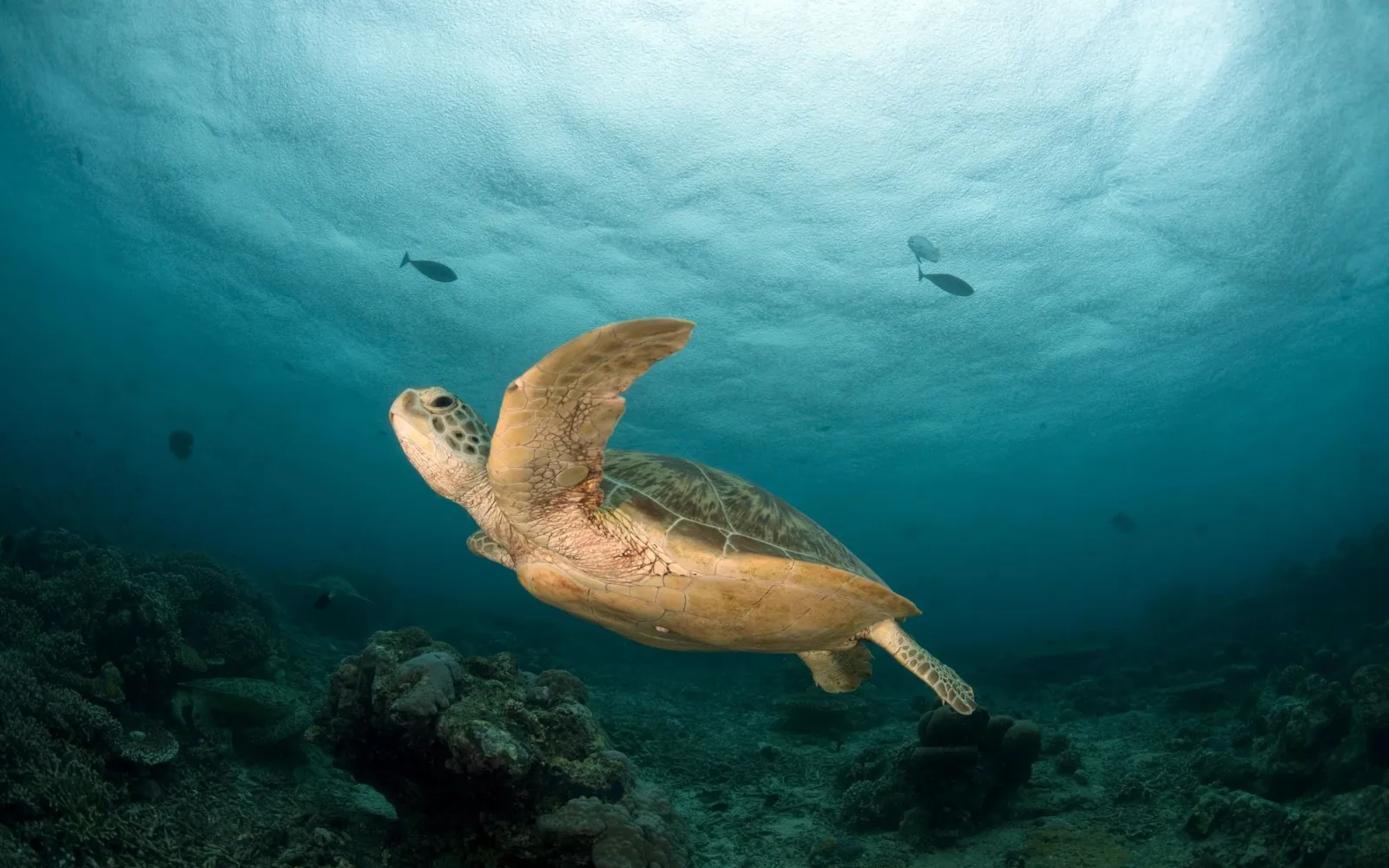 natation de tortue de mer verte