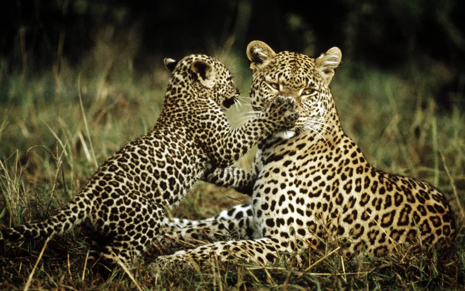Leoparden-Weibchen mit Jungem