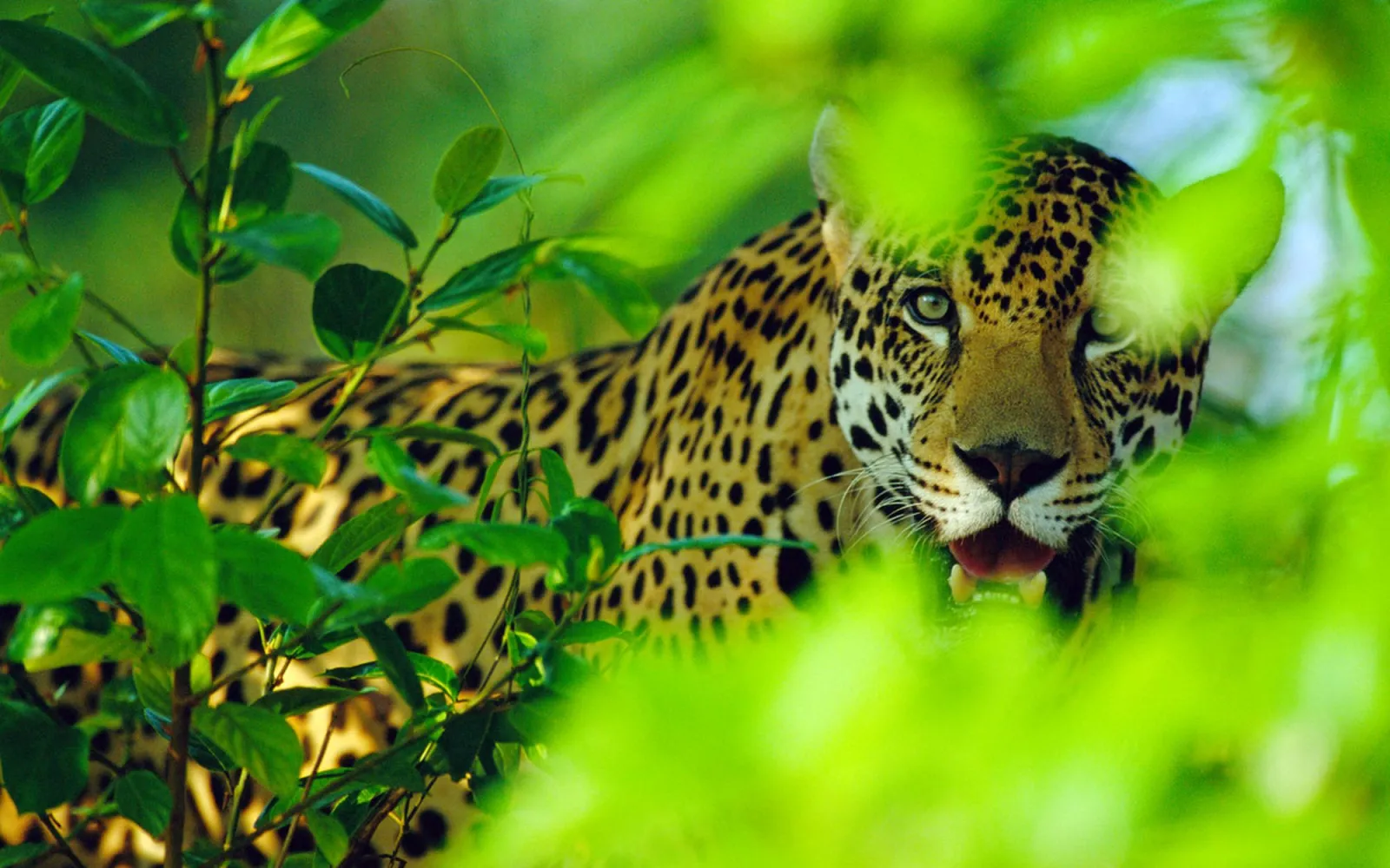 Jaguar im Dickicht