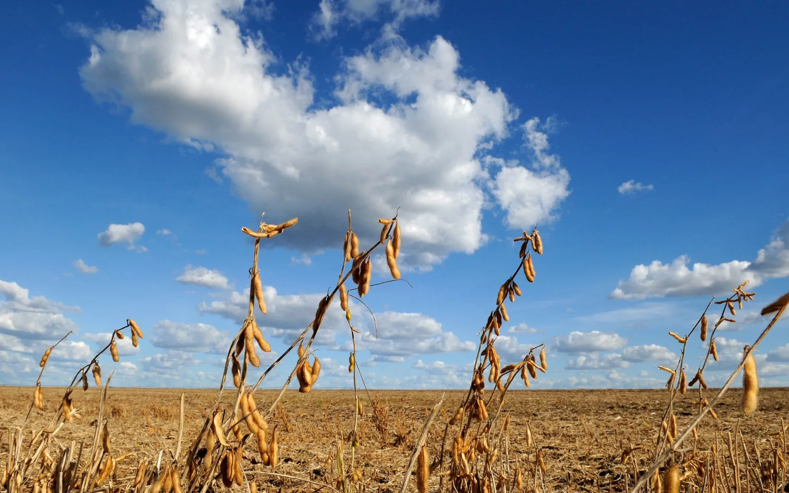 campo di soia nella regione di Barreiras, Brasile
