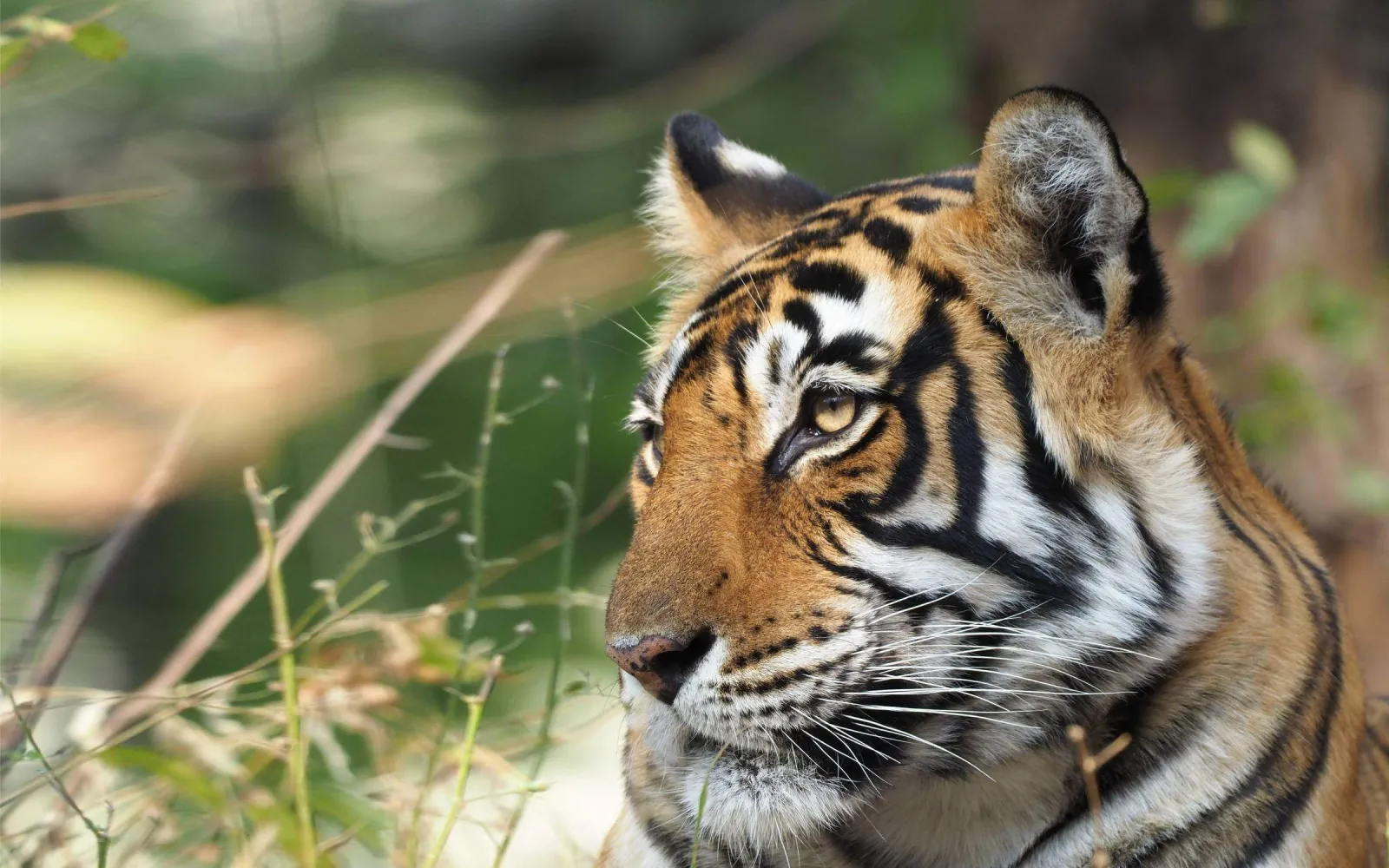 Tiger Close