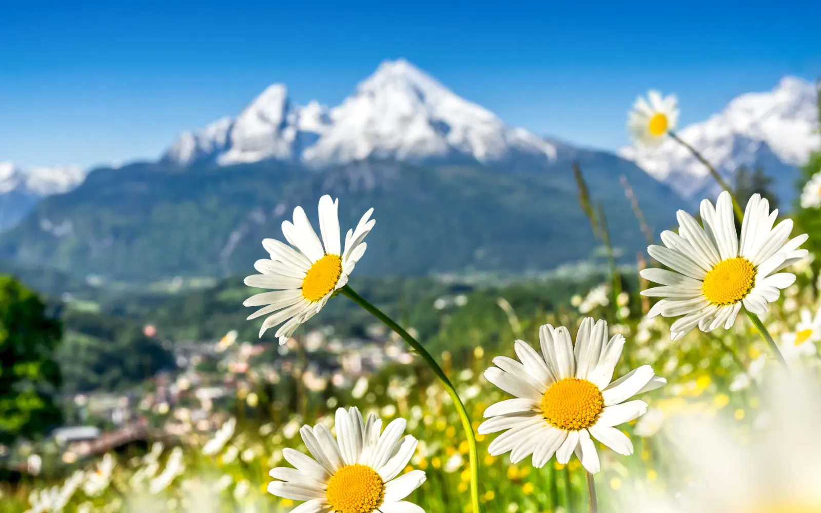 prairie de montagne dans les Alpes
