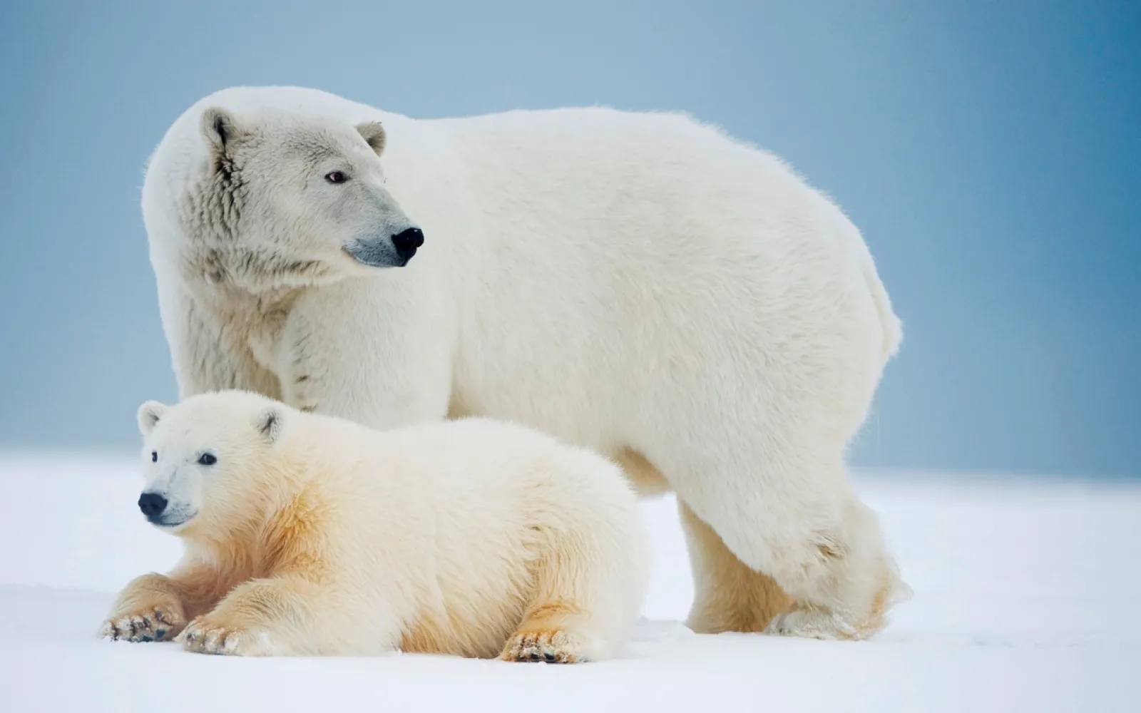 Eisbärenmutter mit gebrochenem Bein und ihrem Jungen auf dem Packeis, Arktischer Nationalpark, Alaska, BUSA.