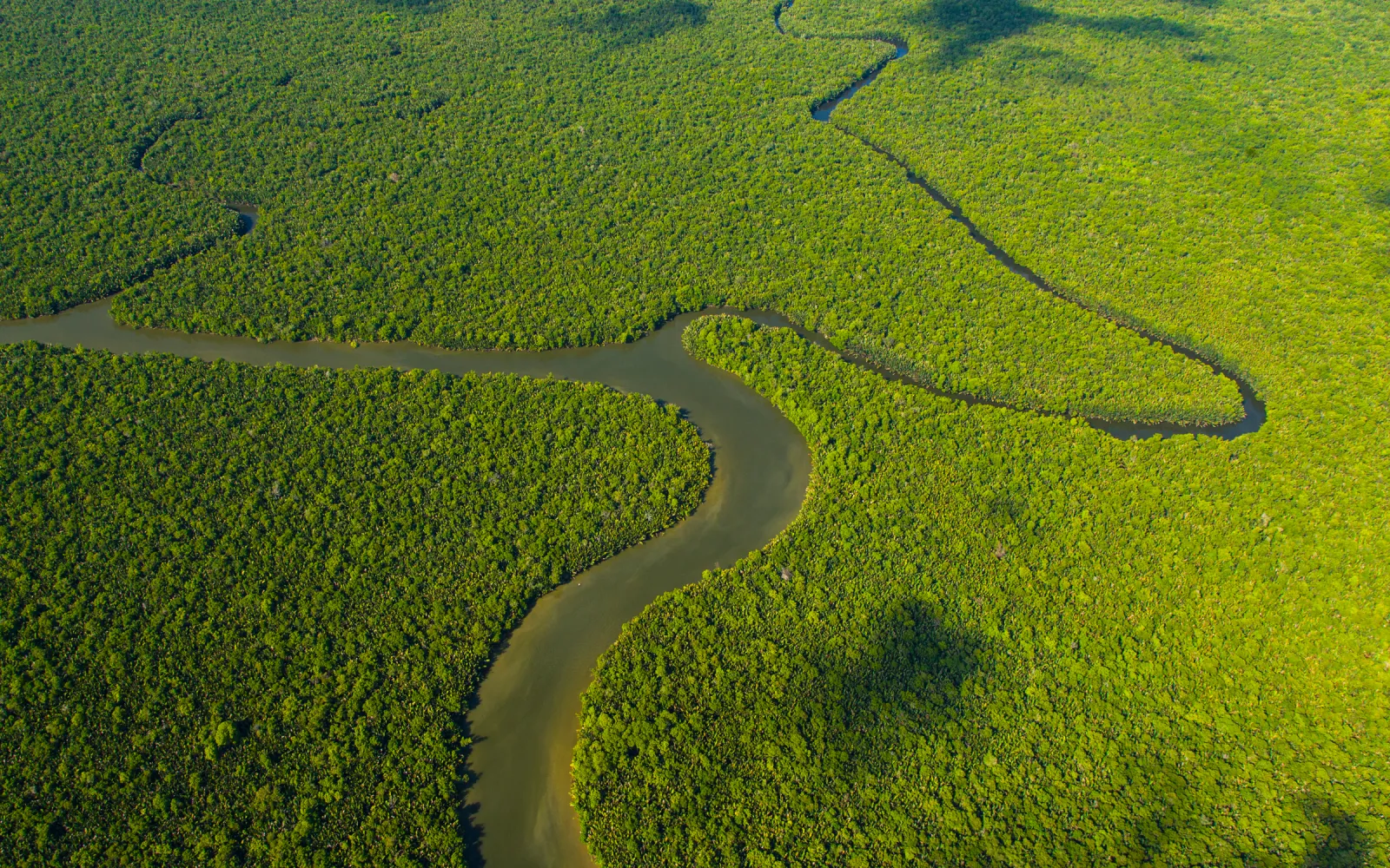 Aerea del fiume Kinabatangan e foresta tropicale, Sabah, Malesia, Borneo, Asia.