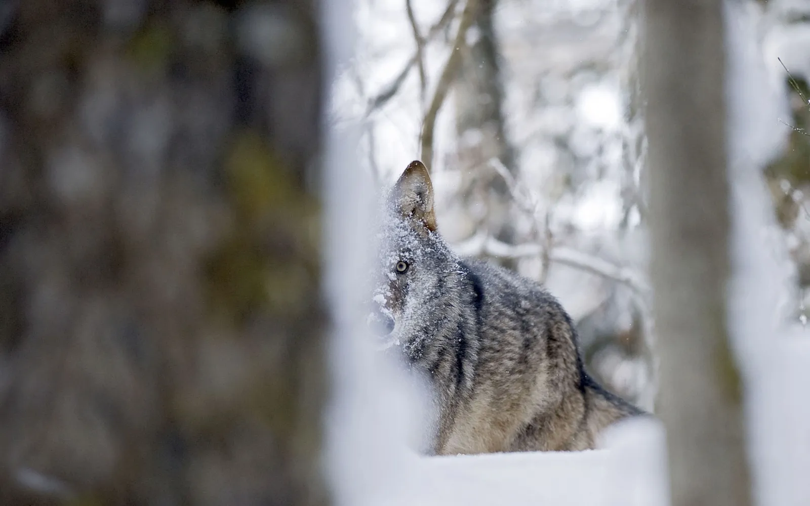 Ein Wolf im Wald, halb von Bäumen versteckt