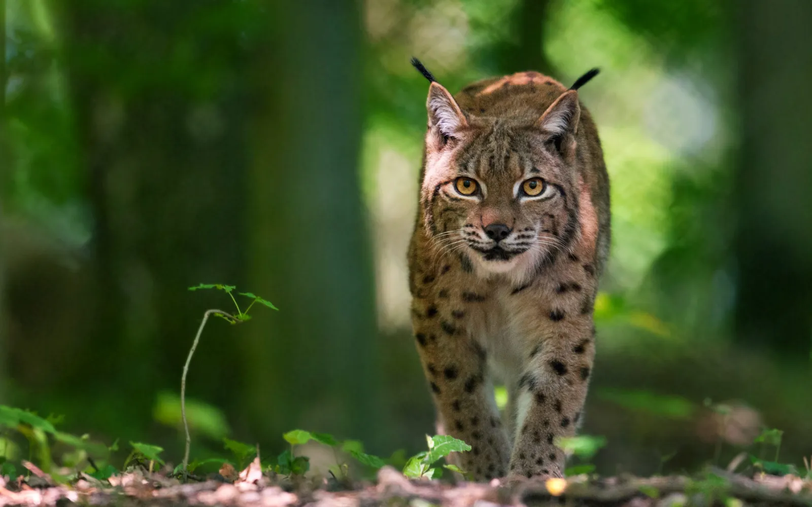 Lynx comme un chat ronronnant