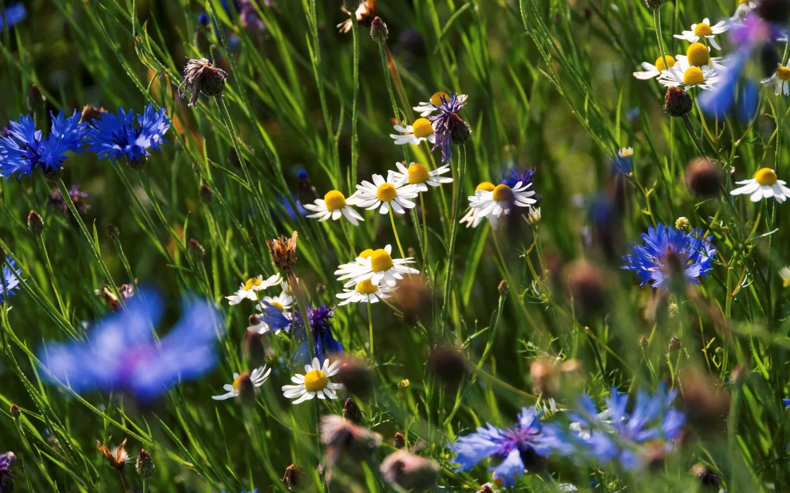 Blumenwiese