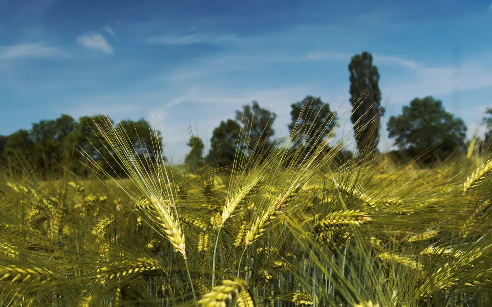 Getreidefeld in der Schweiz