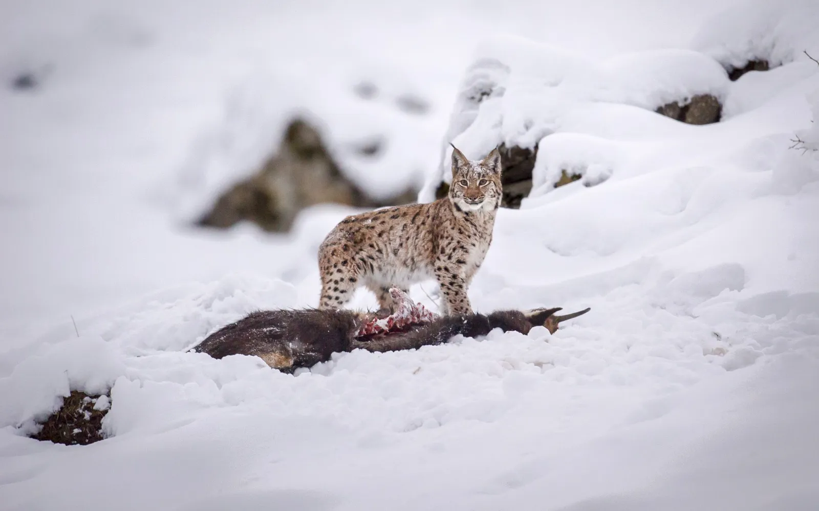 Filmstandbild aus "Luchs"