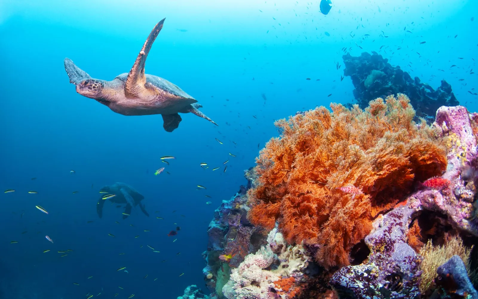 Meeresschildkröte und farbige Korallen vor der Küste von Galapagos