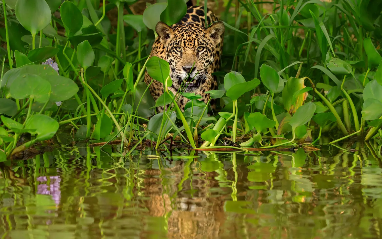 Jaguar walks into water