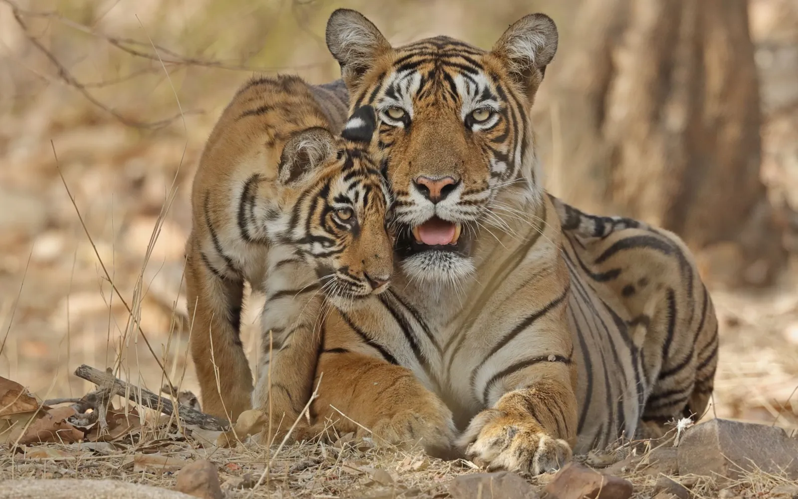 Tiger mit Jungtier