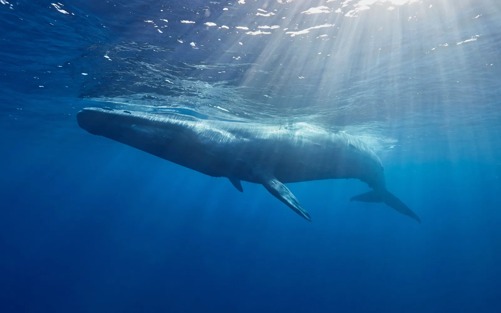 Blue whale in Sri Lanka