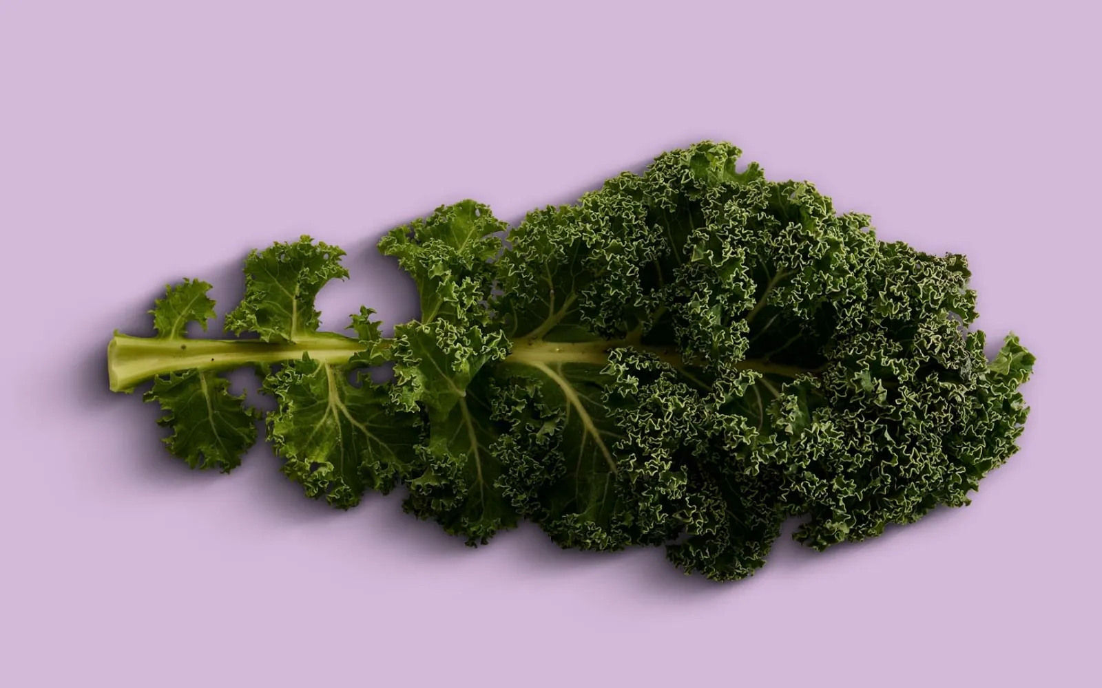 Ein Federkohl auf violettem Hintergrund
