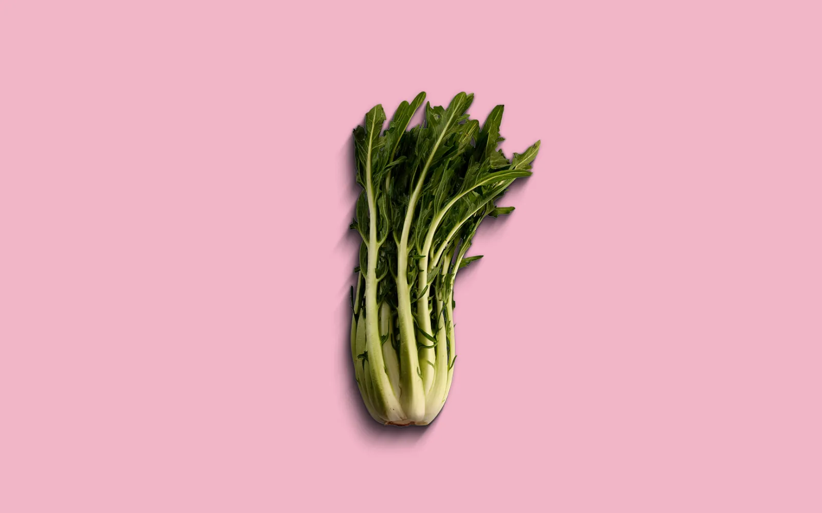 Catalogna auf einem pinken Hintergrund