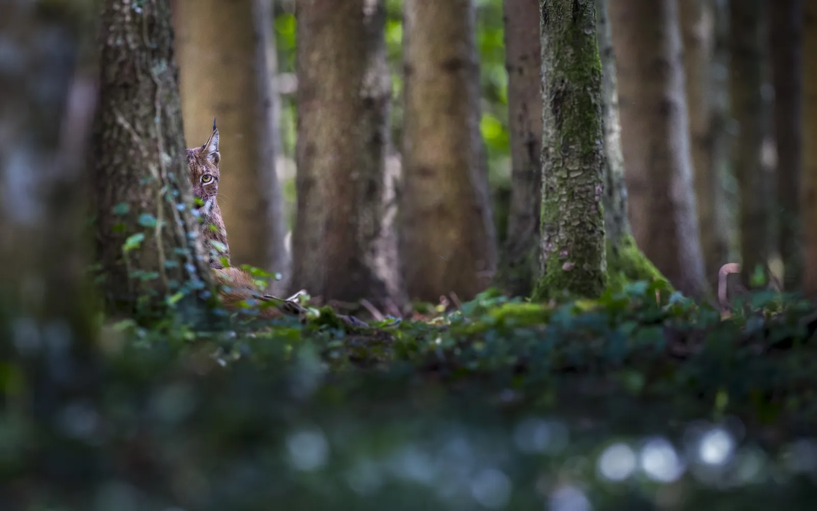 Luchsweibchen hinter einem Baum.