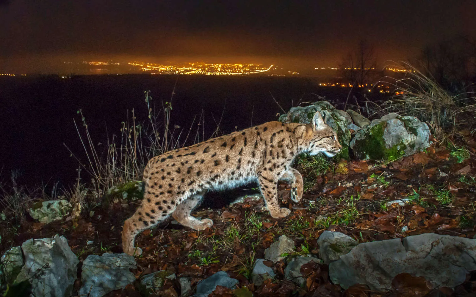 Luchs auf nächtlicher Pirsch in der Nähe von Yverdon (im Hintergrund)