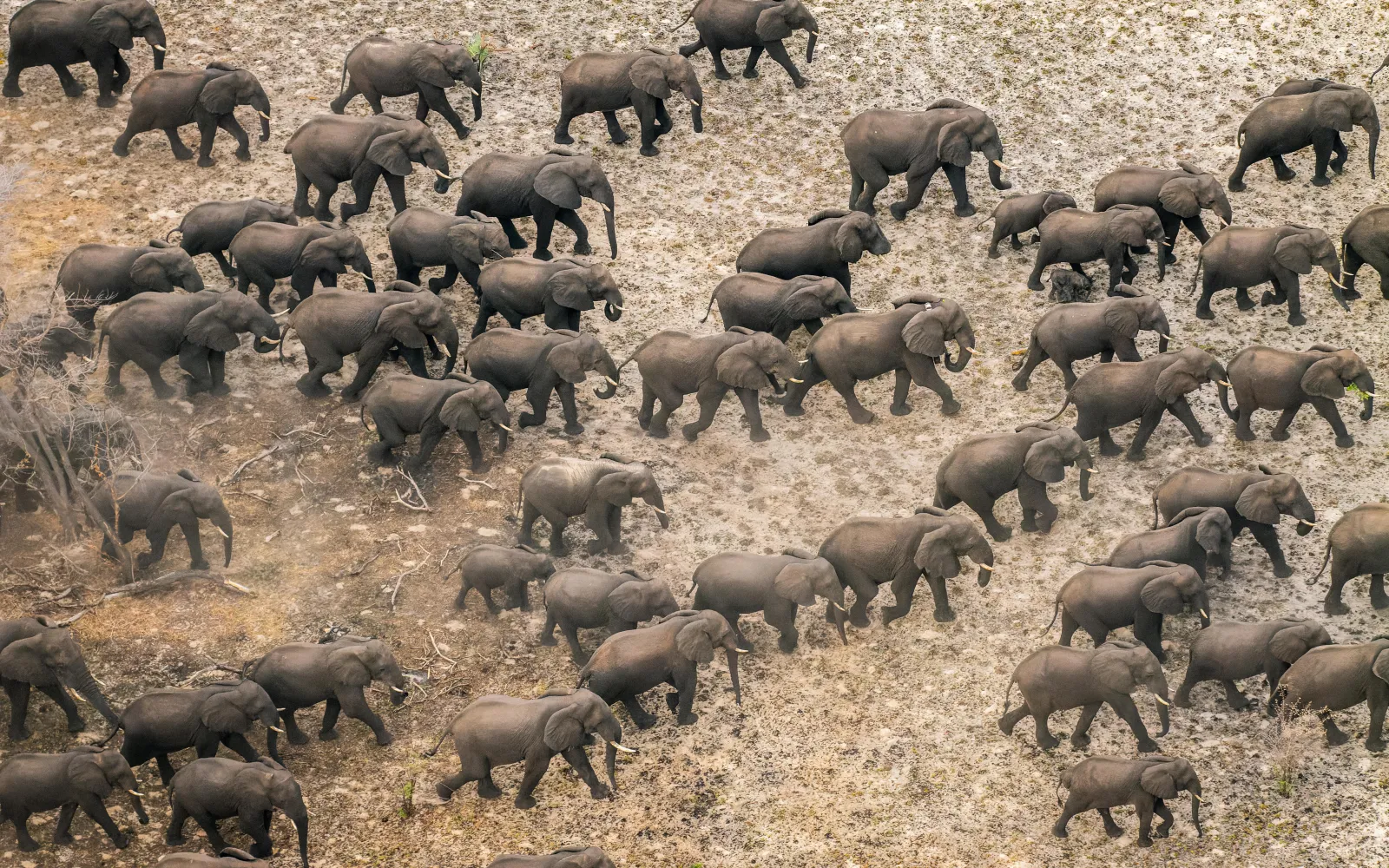 During the dry season, elephants travel from remote refuges to the Zambezi River, navigating corridors that often pass through human settlements. These safe pathways are vital for meeting their needs and fostering coexistence with local communities.