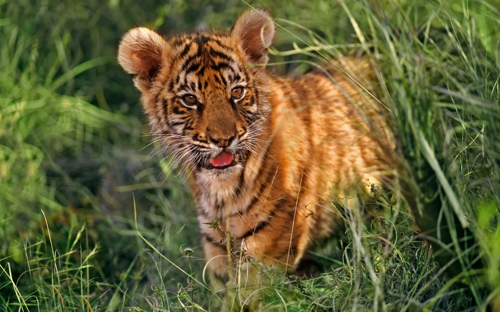 Indian tiger (Panthera tigris tigris) two month old cub.