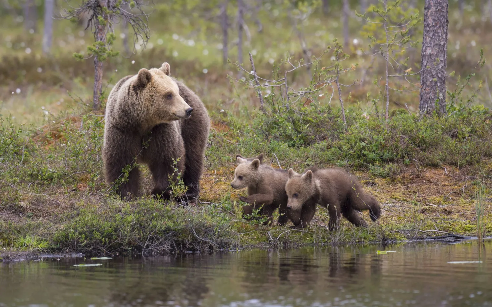 brown bear and cubs