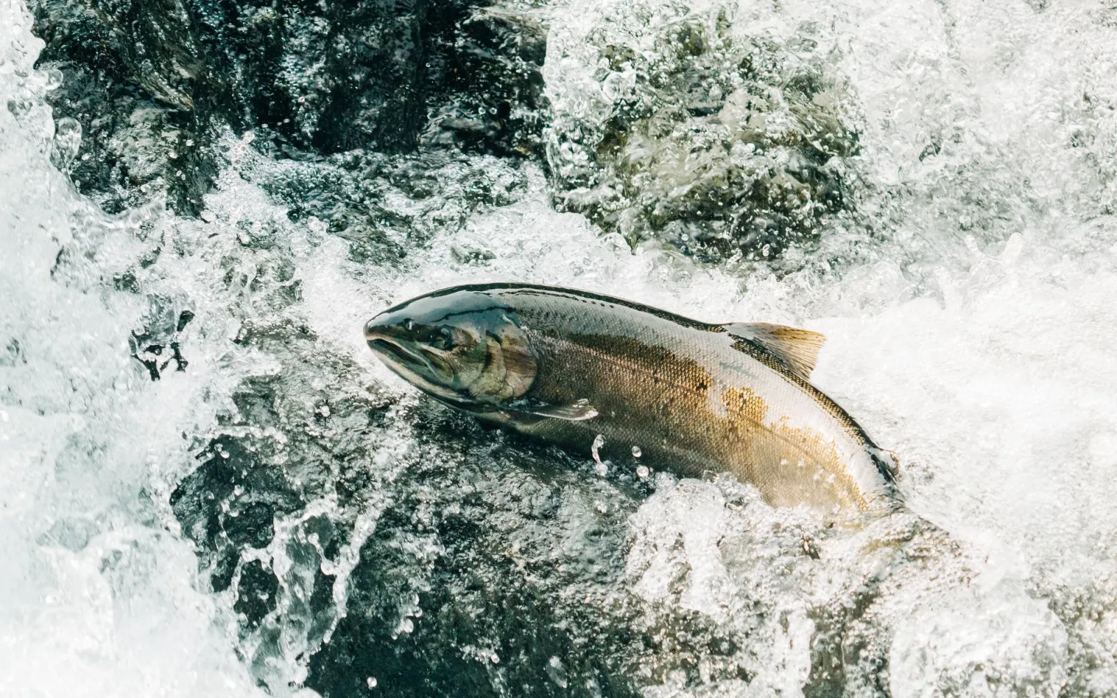 Atlantischer Lachs gegen die Flussströmung