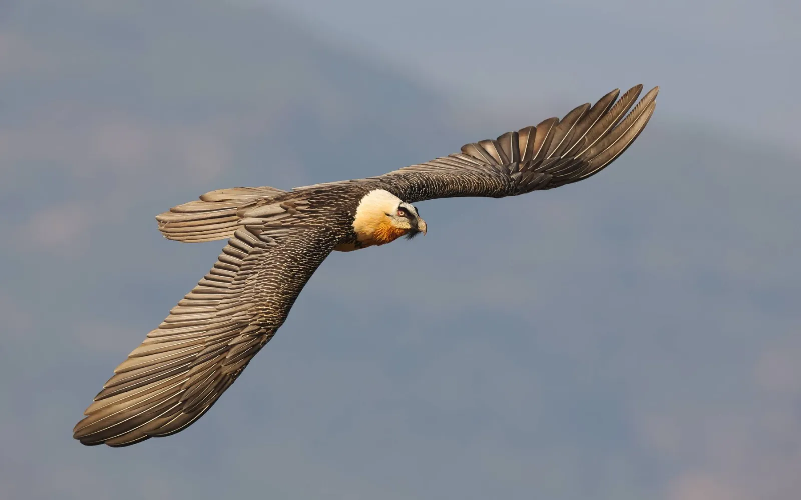 Fliegender Bartgeier in den Alpen
