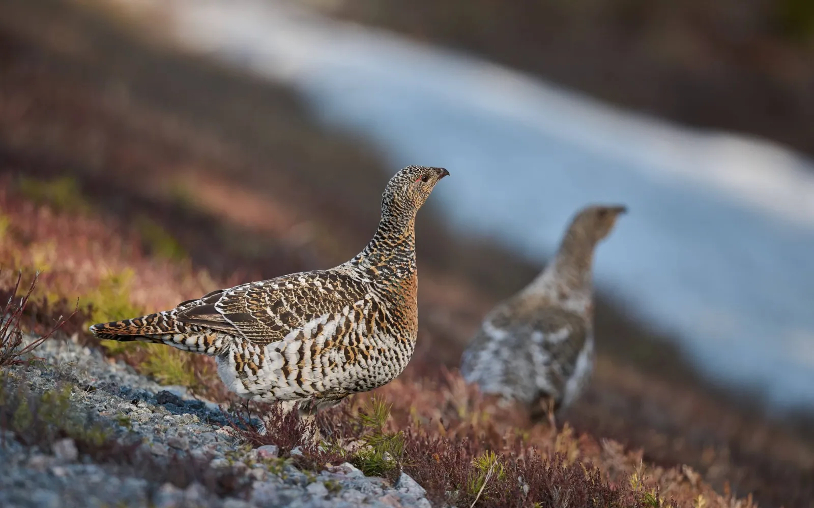 Wachsames Auerhuhn in den Alpen