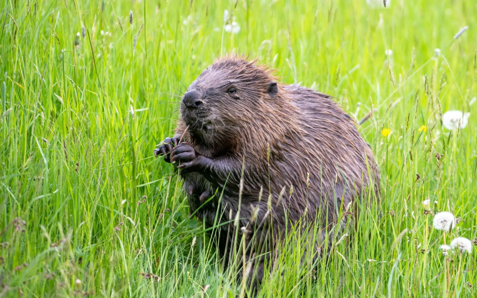 Eurasischer Bieber sitzt in grünem Gras