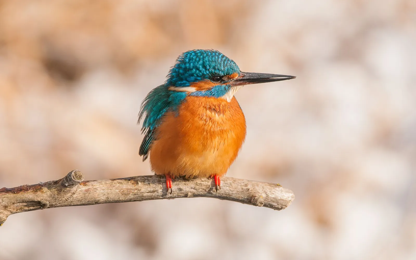 Eisvogel sitzt auf einem Ast