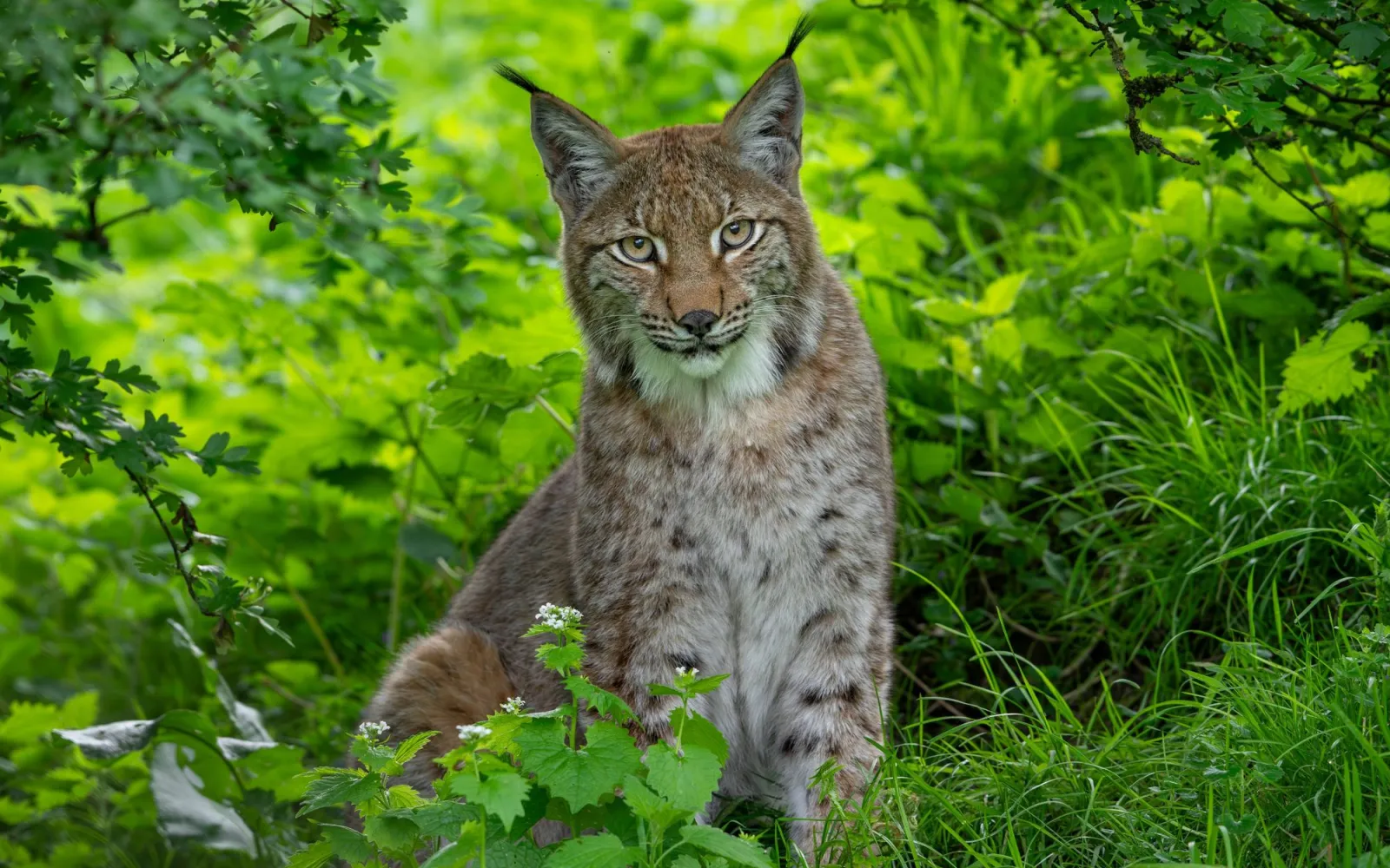 Luchs im Wald