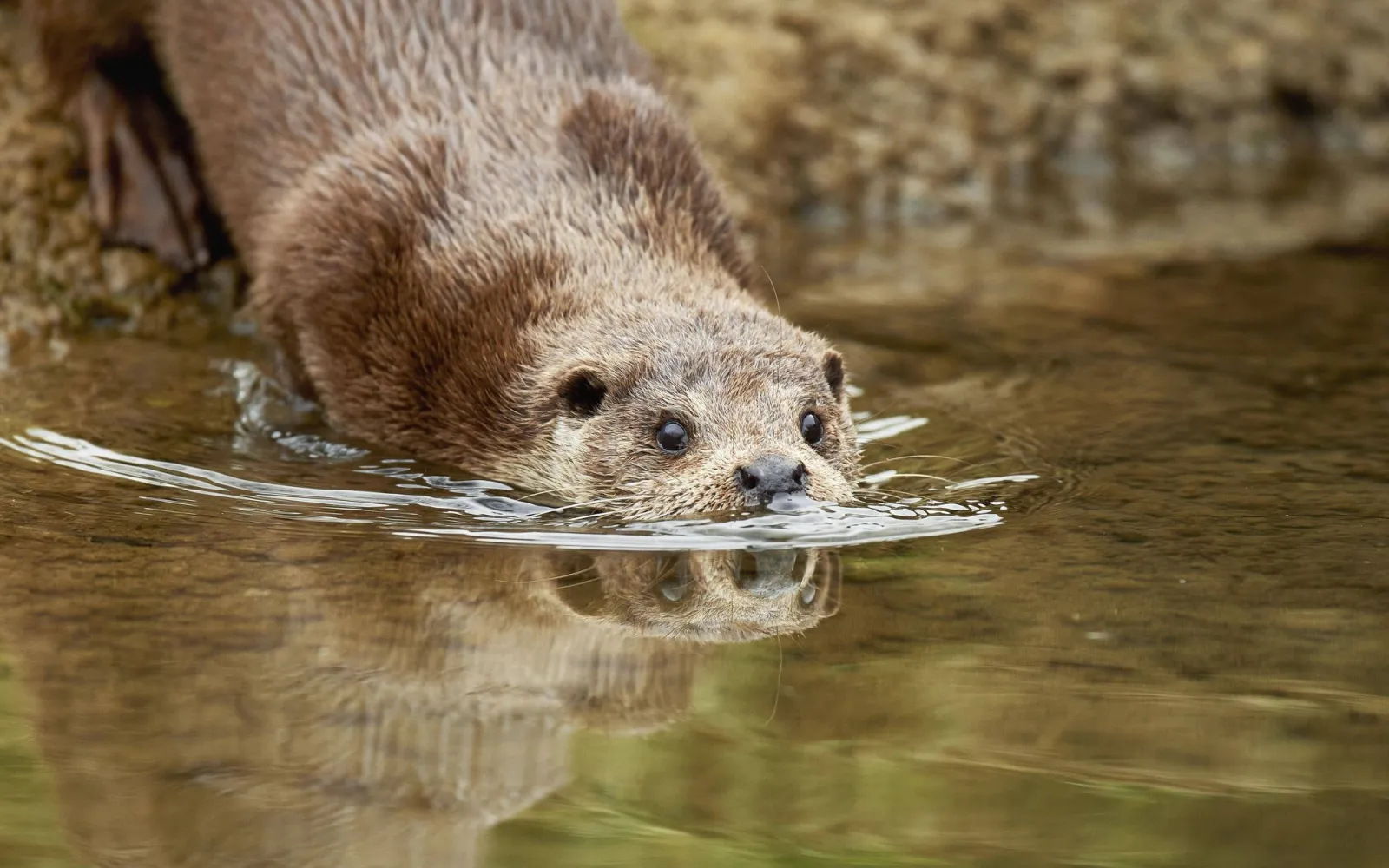 Fischotter gleitet ins Wasser