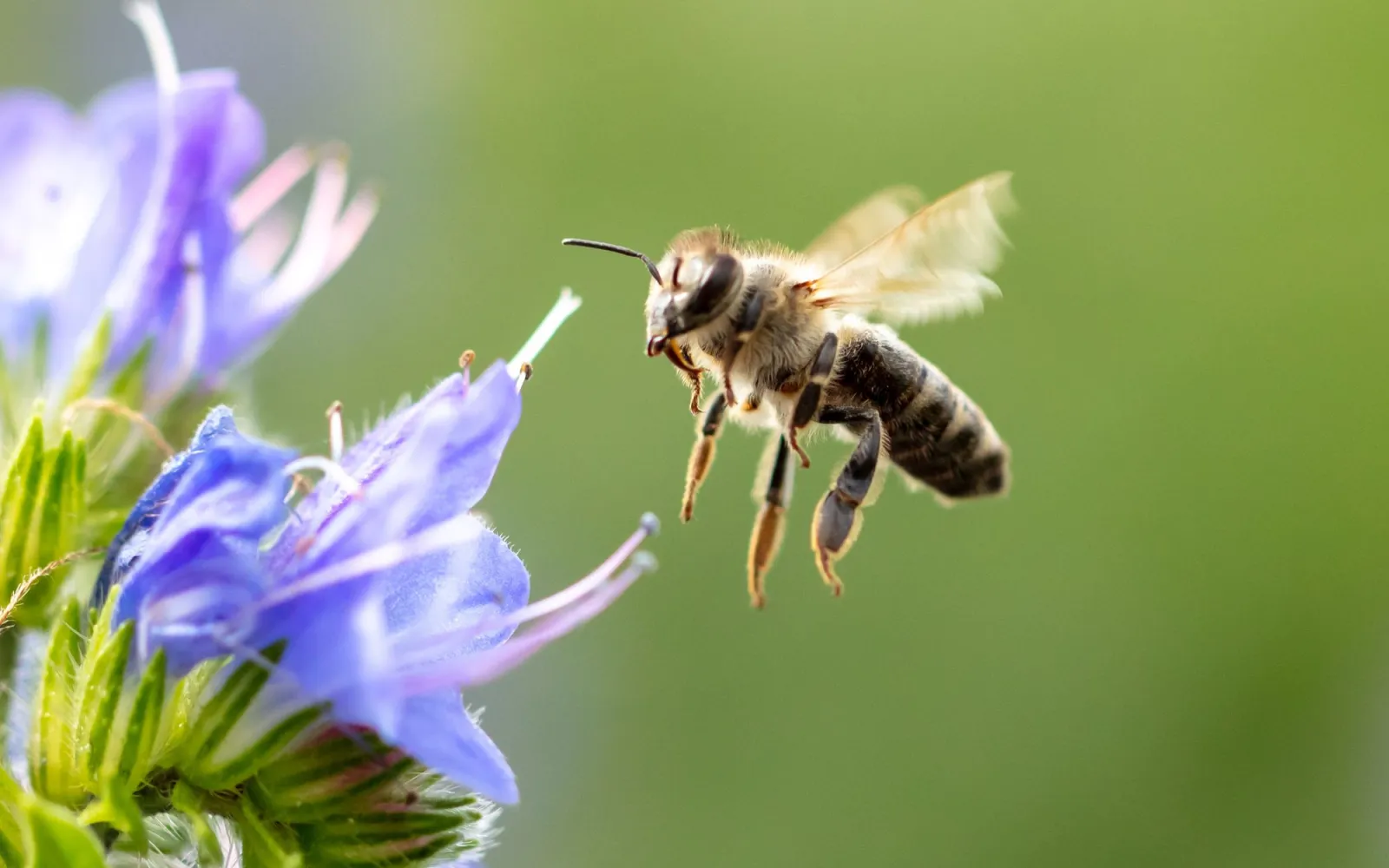 Wildbiene landet auf Blüte