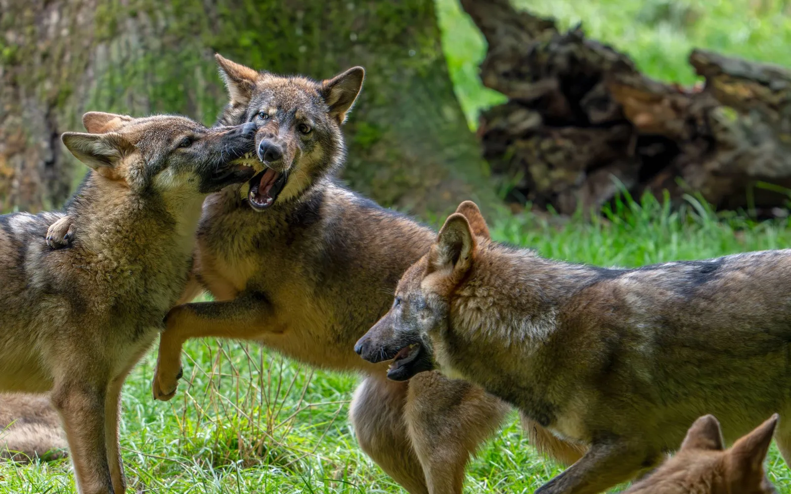 Eurasische Wölfe spielen miteinander