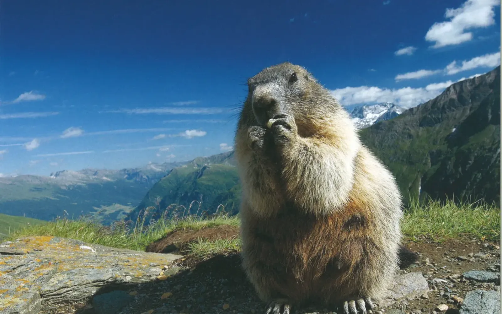 Bilderset «Lebensraum Grossraubtiere»