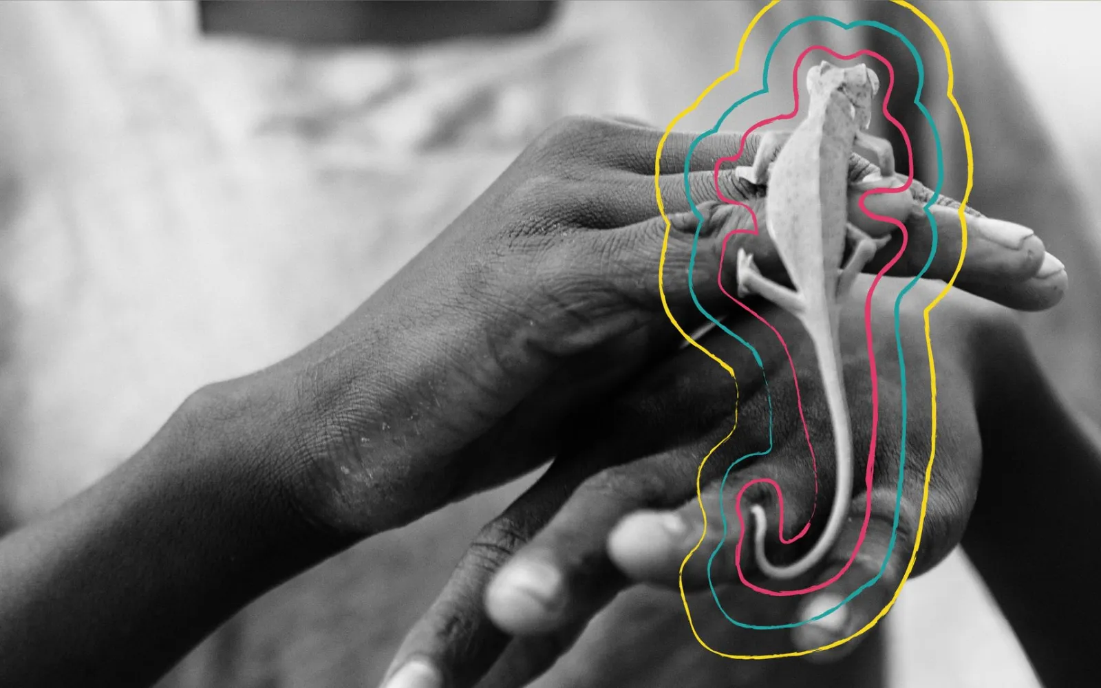 gecko with illustration in black and white