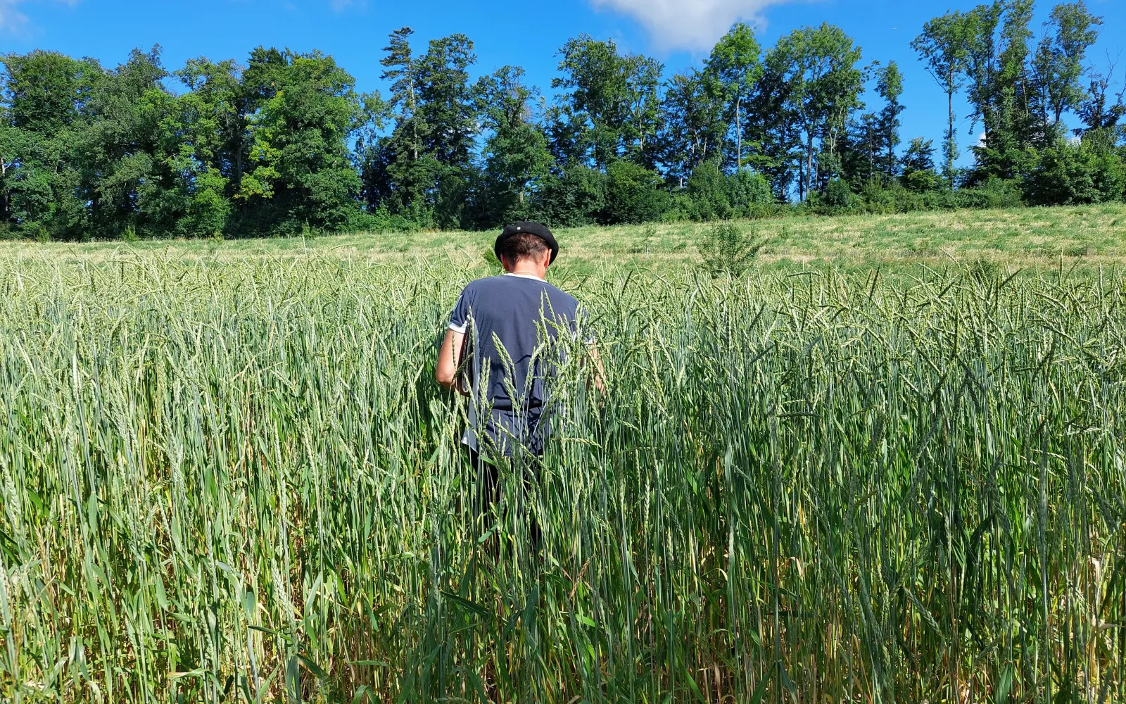 Mensch in einem Getreide-Feld