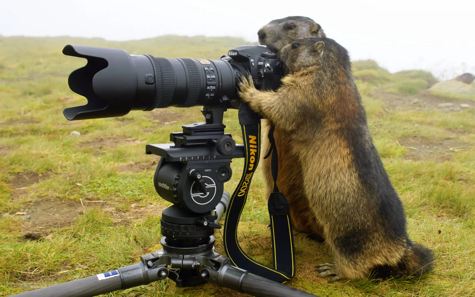 Zwei Alpenmurmeltiere beschäftigen sich mit einer Kamera