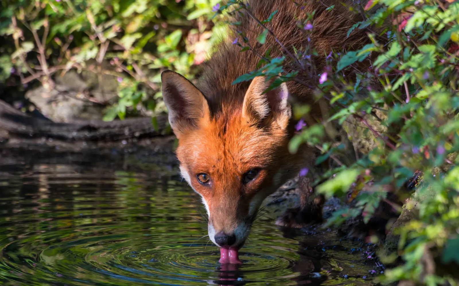 red fox (Vulpes vulpes)