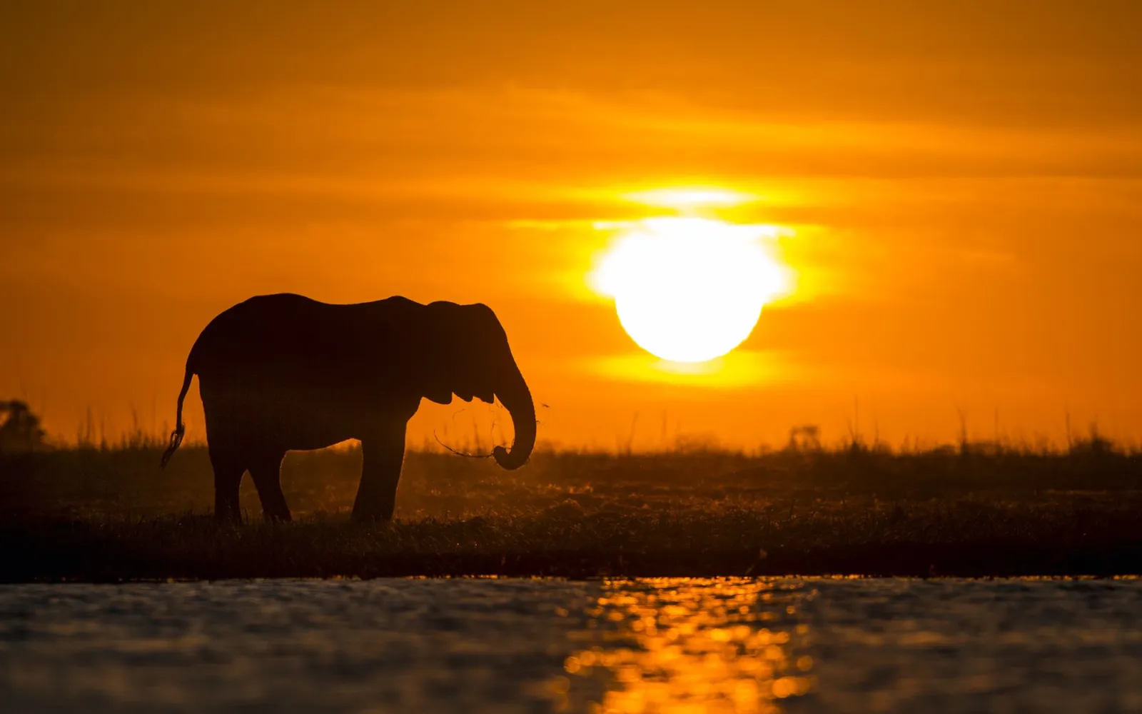 Afrikanischer Elefant vor Sonnenuntergang in Namibia