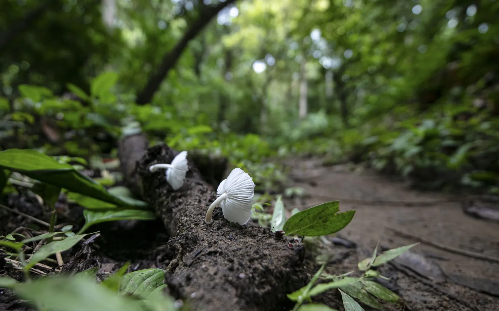 Pilz spriesst aus Erde in Wald in Kolumbien