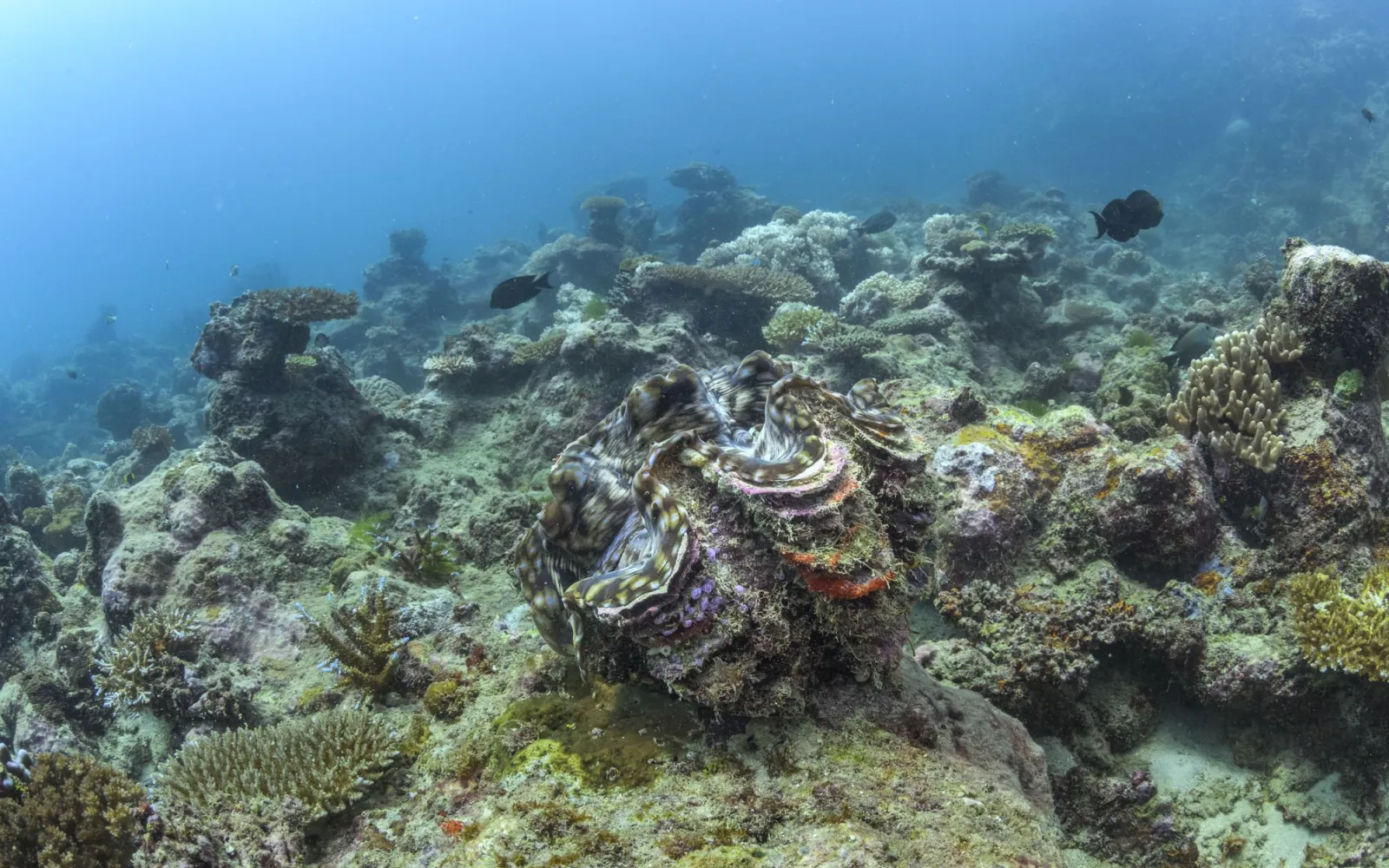 Riesenmuschel auf Meeresgrund vor Fiji