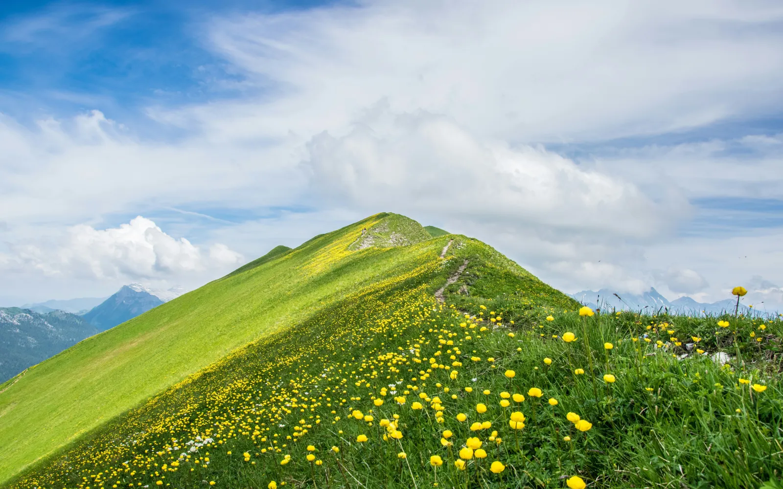 Blumen auf Wanderung Oberried Brienzersee Schweiz