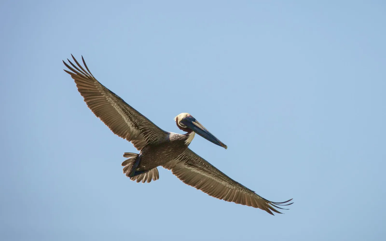 Fliegender Pelikan im Himmel