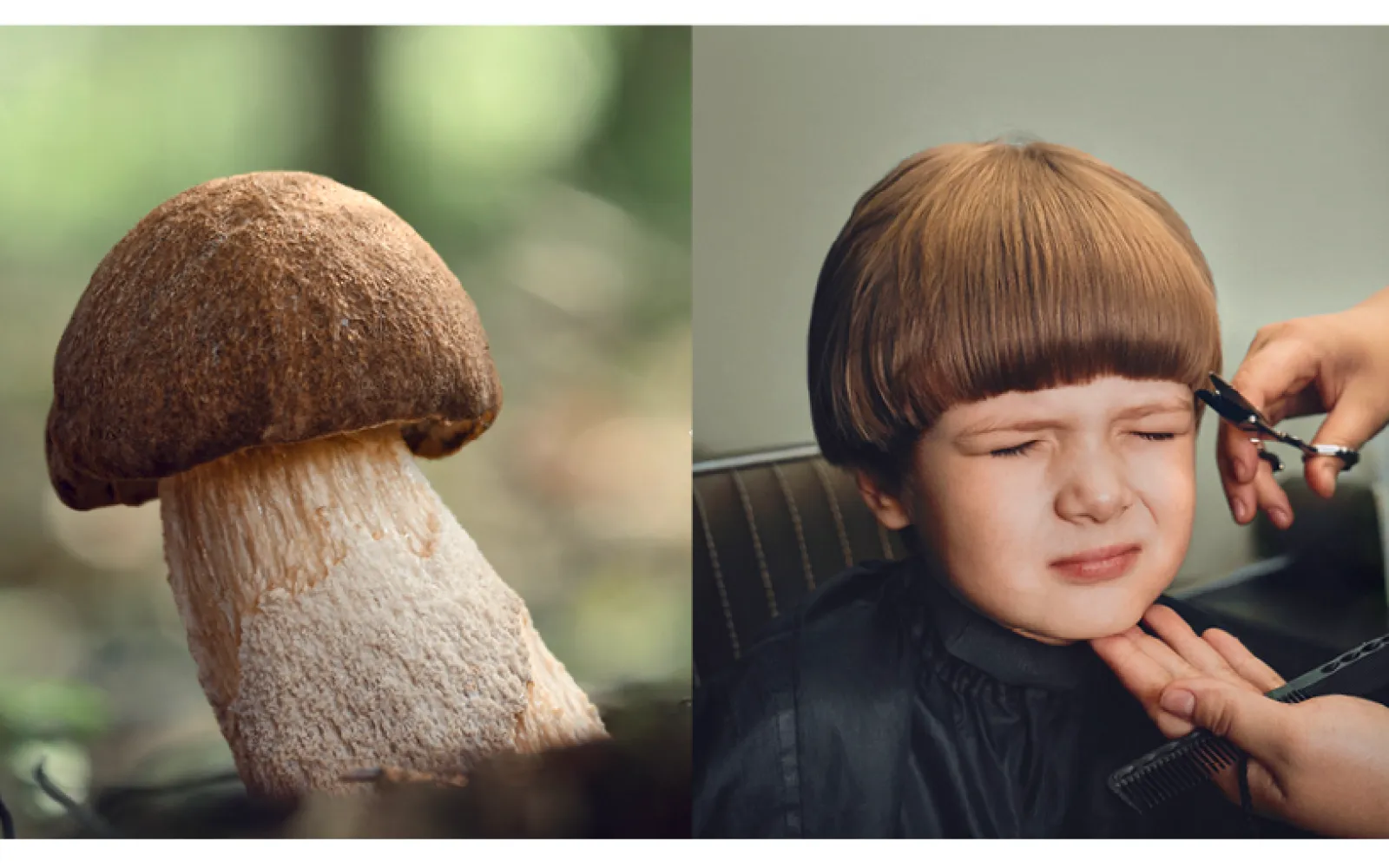 mushroom in the forest and boy at the hairdresser