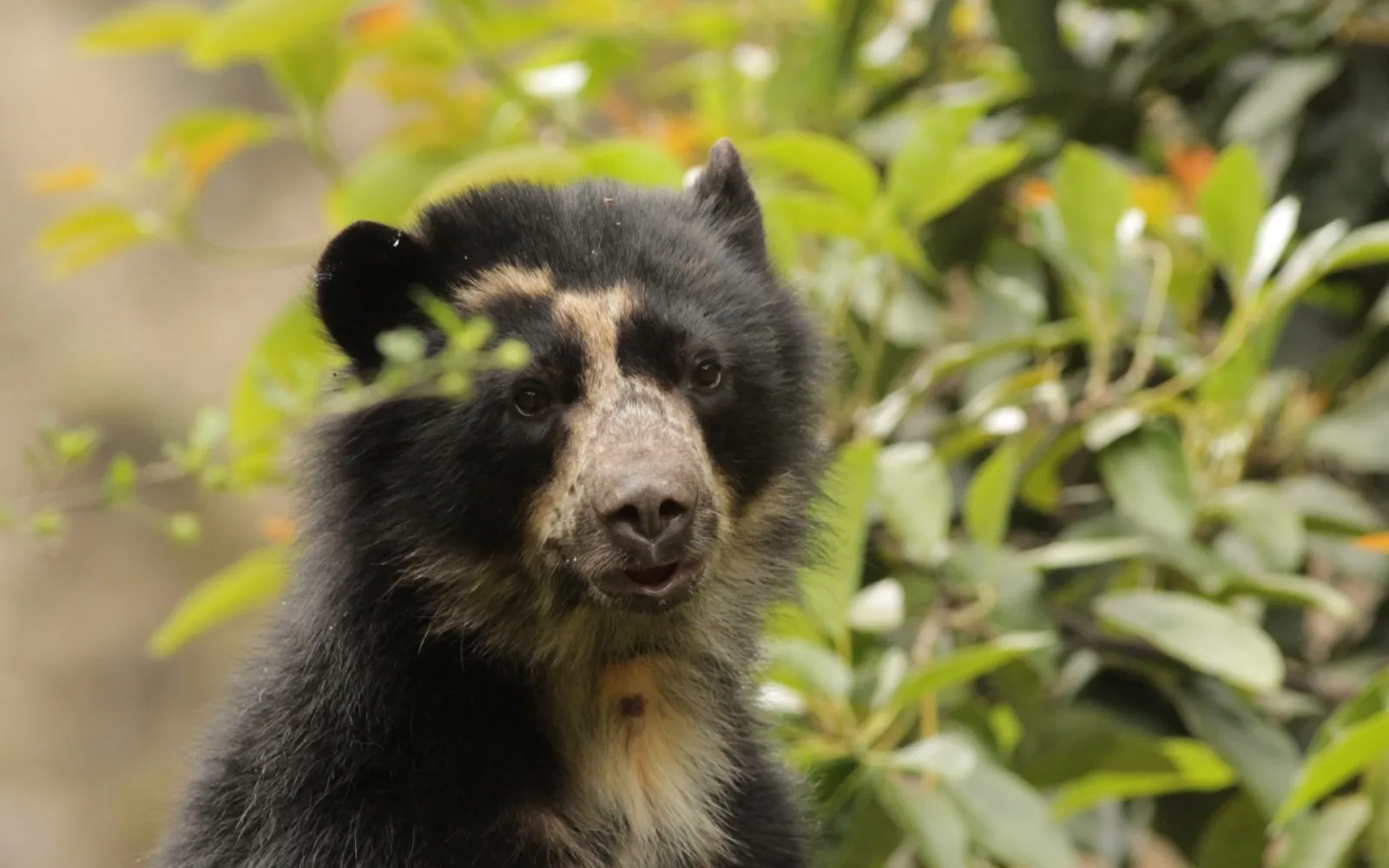 Brillenbär stehend im Gebüsch