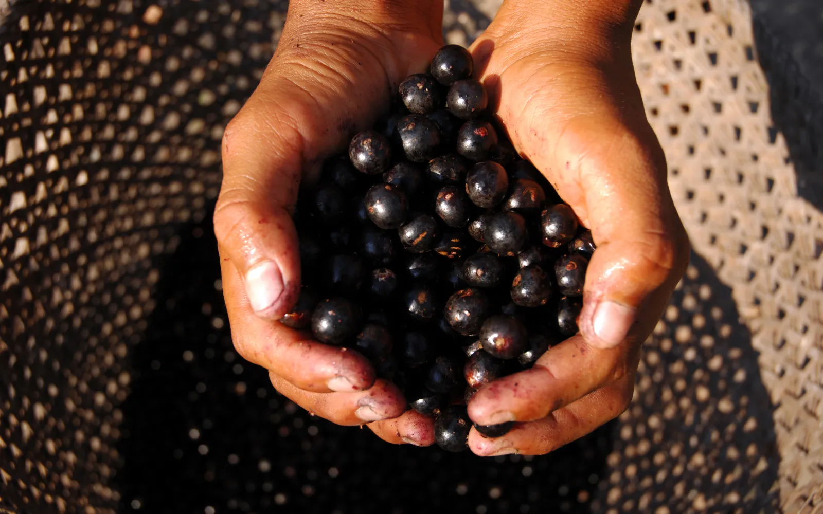 Açai (Euterpe oleracea)